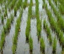 На затоплених полях перед сівбою рису слід вносити фосфорні добрива